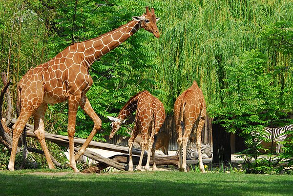 Zoo