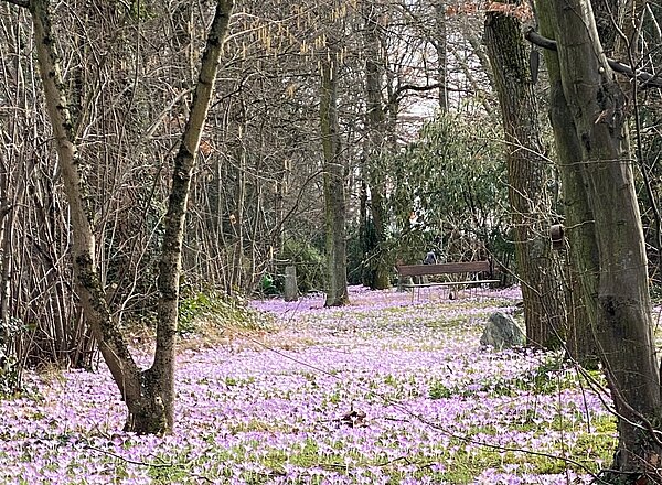 Blühender Friedpark im Frühling
