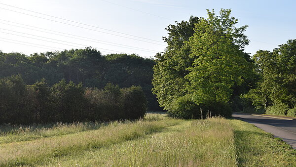 Wiese vor Baum