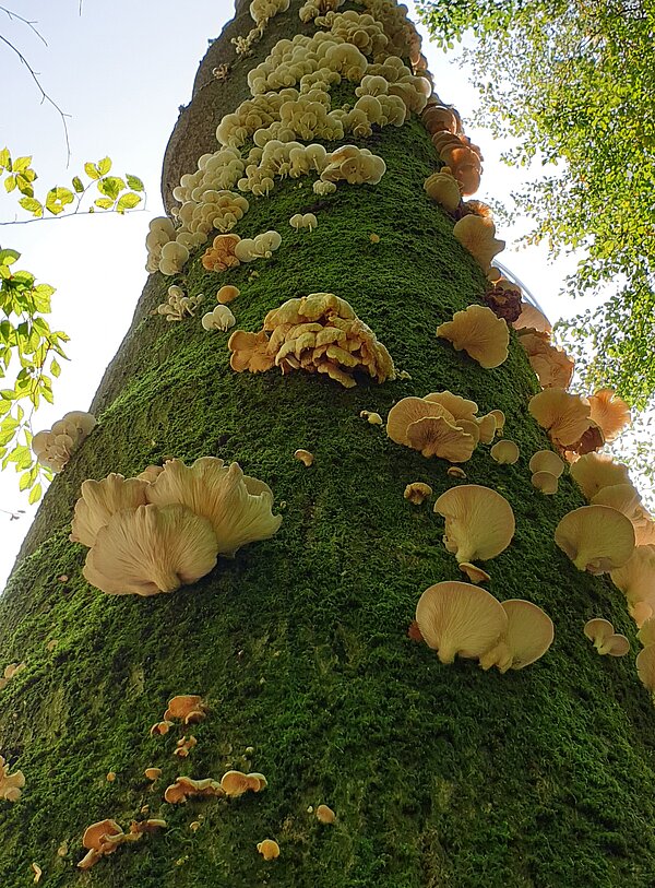 Pilze, Baum
