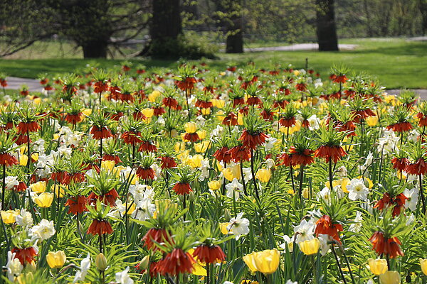 Frühjahrsflor