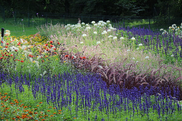 Sommerflor