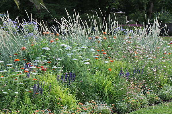 Sommerflor