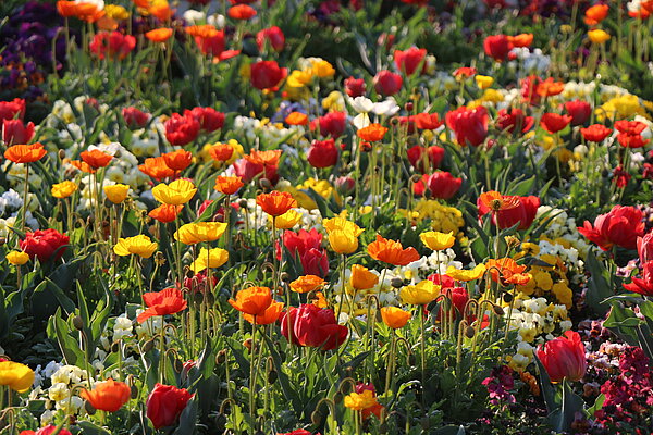 Frühjahrsflor