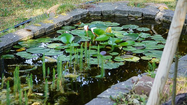 Teich_von_nahem