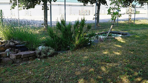 Teich_von_weitem