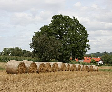 IMG_3484.JPG