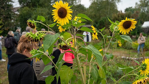Sonnenblumen 
