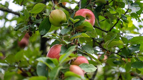 Reife Äpfel an einem Baum