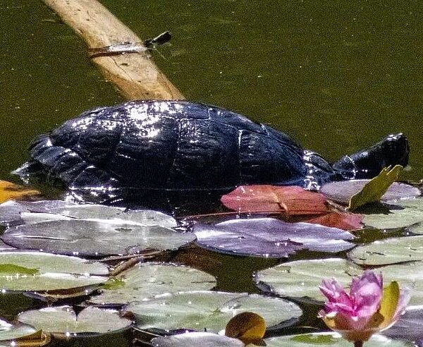 Exotische Wasserschildkröte im Karlsruher Schlossgartensee Nicht heimische Wasserschildkröte im Karlsruher Schlossgarten