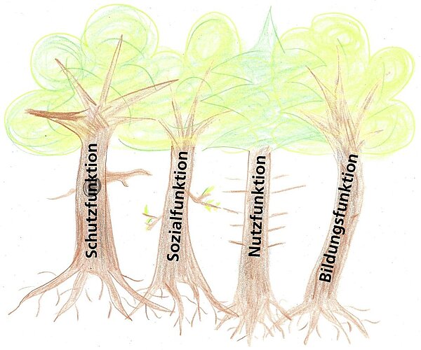 Waldfunktionen Das Bild zeigt vier Bäume, die mit den Waldfunktionen beschriftet sind.
