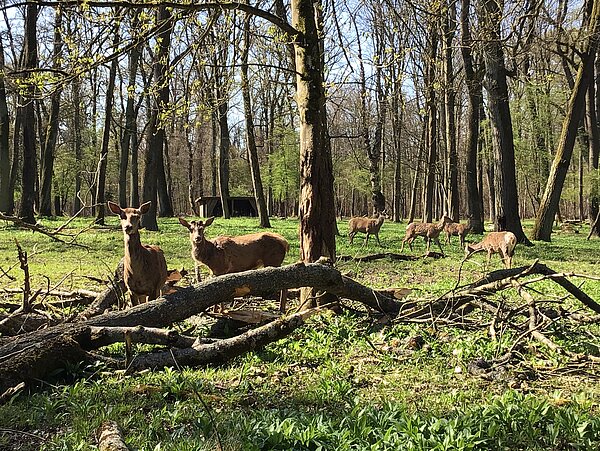 Rotwild im Gehege Rappenwört Das Bild zeigt Rotwild im Gehege