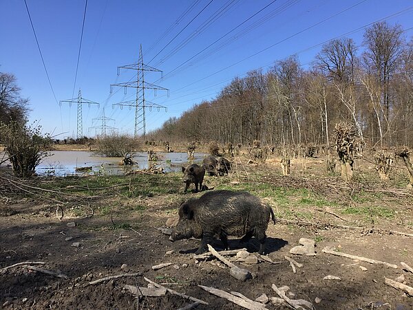 Wildschweine im Gehege Grünwettersbach Das Bild zeigt Wildschweine im Gehege Grünwettersbach.