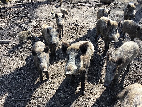Wildschweine Das Bild zeigt Wildschweine im Gehege.