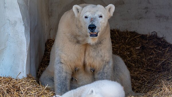 Eisbären Gehege wieder eröffnet Vier Monate nach der Geburt: Eisbär-Baby Mika wird der Öffentlichkeit präsentiert
