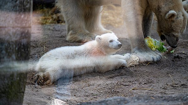Eisbären Gehege wieder eröffnet Vier Monate nach der Geburt: Eisbär-Baby Mika wird der Öffentlichkeit präsentiert