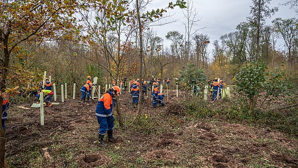 Baumpflanzaktion Junge Menschen der Jugendfeuerwehr pflanzen Baumsetzlinge in Wald ein