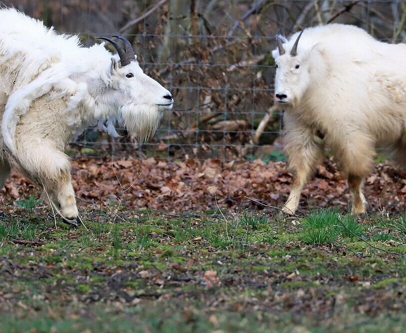 Nach Olafs Hochzeitsreise lebt der Schneeziegenbock nicht mehr allein, sondern mit Elsa im Karlsruher Tierpark Oberwald. Foto: Zoo/Deible