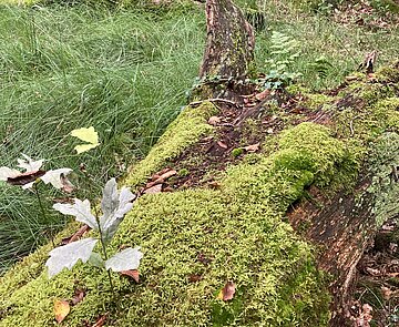 Totholz im Bannwald Das Bild zeigt einen bemoosten Baumstamm auf dem eine Eiche wächst.