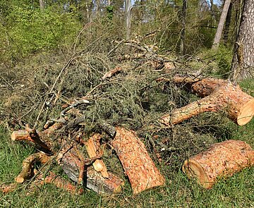 gefällter Baum Gefällter und zersägter Baum mit Stamm und Geäst.