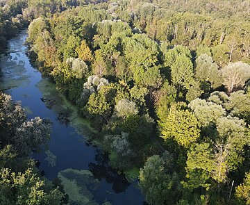 Drohnenaufnahme Wald Das Bild zeigt eine Drohnenaufnahme vom Wald in der Rheinebene.
