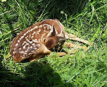 Wildtiere und Jagd Rehkitz im Gras