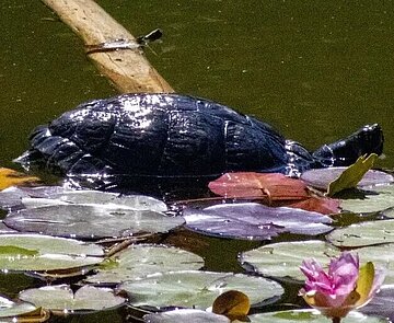Exotische Wasserschildkröte im Karlsruher Schlossgartensee Nicht heimische Wasserschildkröte im Karlsruher Schlossgarten