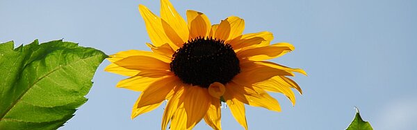 Sonnenblumen Das Bild zeigt einen Ausschnitt einer Sonnenblume vor blauem Himmel.