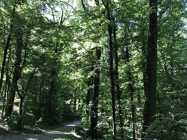 Bergwald Das Bild zeigt einen Ausschnitt eines Bergwalds.