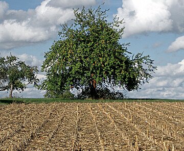 Hohenwettersbacher Maisfeld Bild zeigt Maisbild und mit Baum im Hintergrund in Hohenwettersbach.