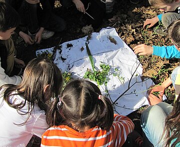 Kinder lernen die Natur kennen Schulische Angebote