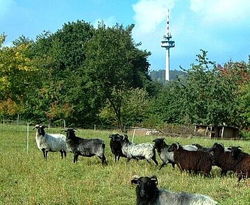 Leben in Wettersbach Schaafherde auf Wiese vor Funkturm in Wettersbach