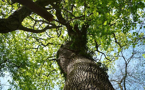 Wald, Starke Eiche