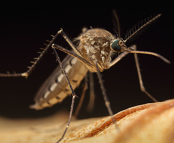 Das Bild zeigt die in Deutschland am häufigsten vorkommende Stechmücke, die teilweise auch als Rheinschnake bezeichnet wird.