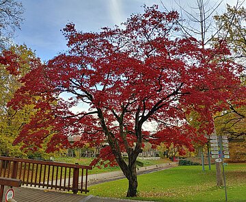 Das Bild zeigt einen erwachsenen Palmahorn im Stadtgarten. 
