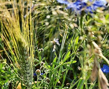 Das Bild zeigt einen Ausschnitt einer Blumenwiese.