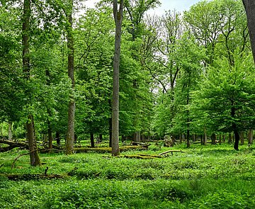 Oberwald: Blick auf Bäume und grüne Landschaft