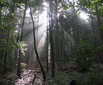 Laubwald im Spätsommer