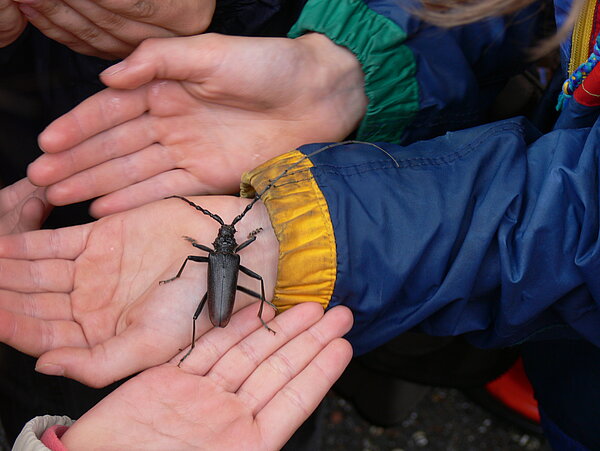 Das Bild zeigt Kinderhände, die einen Heldbock halten.
