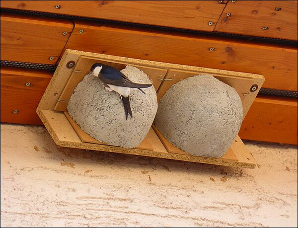 Mehlschwalbe sitzt an Nisthilfe an Hauswand