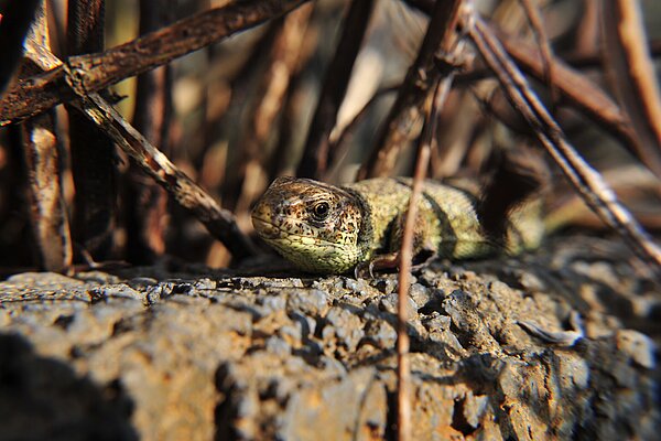 Zauneidechse sitzt auf einem Stein