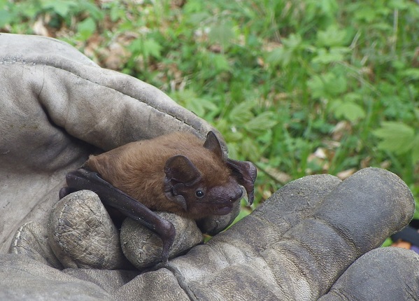 Fledermaus sitzt auf behandschuhter Hand