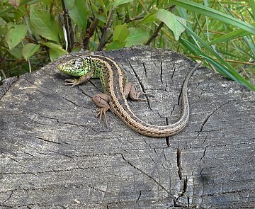 Bild einer Zauneidechse auf einem Holzsstamm
