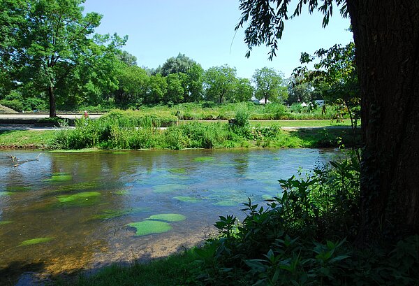 Die Alb mit Uferbepflanzung