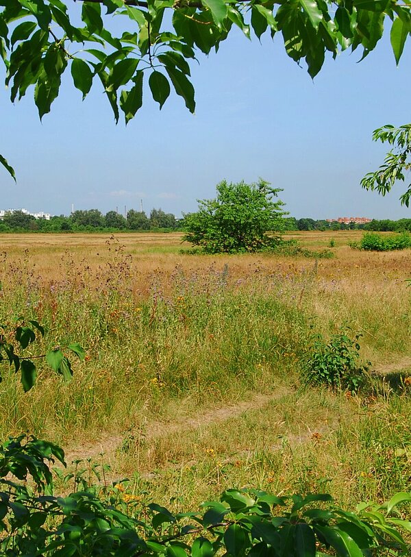 Eine Wiese mit Büschen am Alten Flugplatz