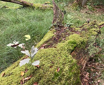 Das Bild zeigt einen bemoosten Baumstamm auf dem eine Eiche wächst.