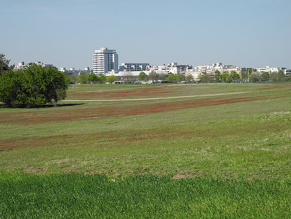Blick auf die Düne am Heidesee im LSG Neureuter Feldflur, im Hintergrund: die Bebauung Neureuts