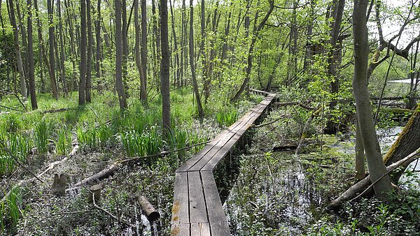 Ein Bohlensteg führt durch das Weingartener Moor