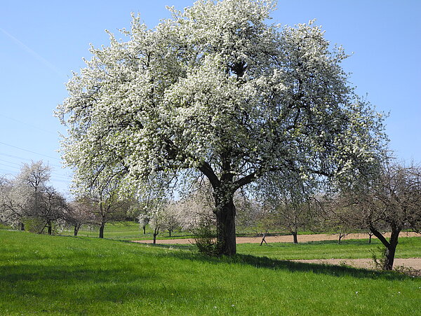 Obstbäume prägen in Grünwettersbach das Landschaftsbild
