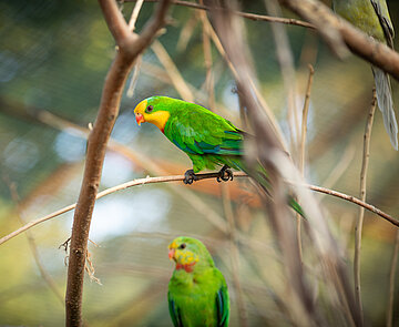Vögel sitzen in der Natur auf Zweigen.